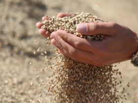 Nuo sausio 8 d. ūkininkai, pripažinti žemės ūkio kooperatyvai ir įmonės, norinčios įsirengti biodujas ar biometaną naudojančias grūdų džiovyklas, galės teikti paraiškas ir gauti subsidijas.