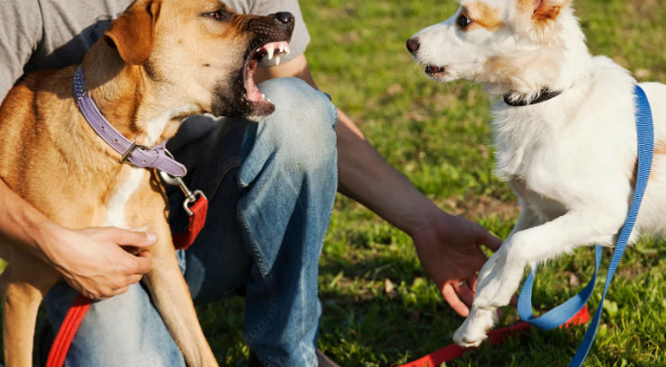 Šuns baimę gali išduoti ir kiti ženklai – išsigandęs gyvūnas dažnai susiriečia, žemai nuleidžia uodegą, pradeda daug laižytis ar nusukinėti galvą.