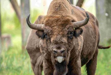 Pašilių stumbrynas.