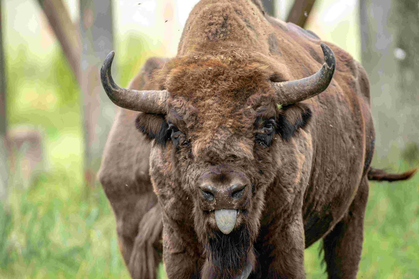 Pašilių stumbrynas.